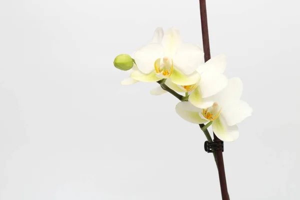 Бело Желтые Орхидеи Цветки Изолированы Белом Фоне Перфектный Бланк Праздничной — стоковое фото
