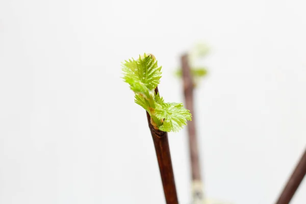 Mudas Florescentes Uma Videira Fundo Branco Crescimento Folhas Uvas Jovens — Fotografia de Stock