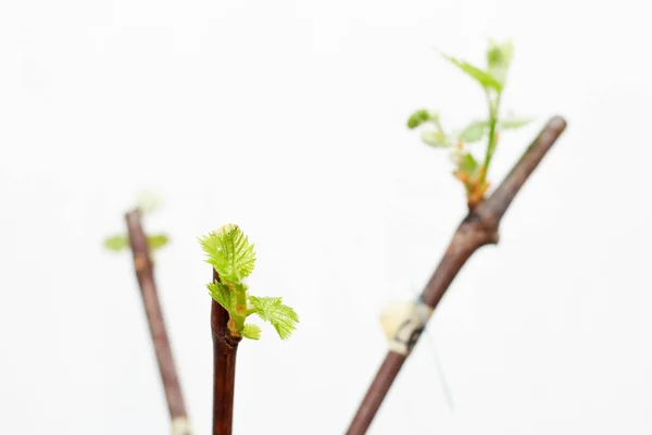 Plantules Florissantes Une Vigne Sur Fond Blanc Croissance Des Jeunes — Photo