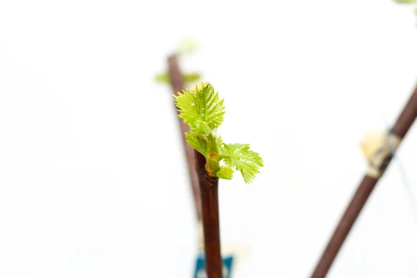 Plantules Florissantes Une Vigne Sur Fond Blanc Croissance Des Jeunes — Photo