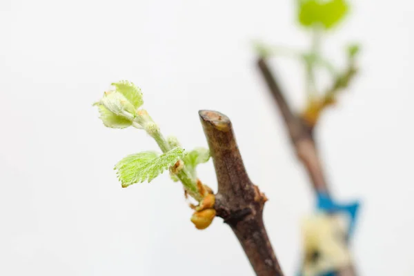 Plantules Florissantes Une Vigne Sur Fond Blanc Croissance Des Jeunes — Photo