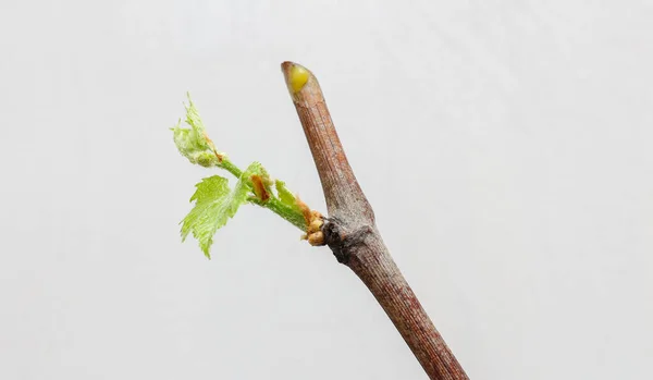 Mudas Florescentes Uma Videira Fundo Branco Crescimento Folhas Uvas Jovens — Fotografia de Stock