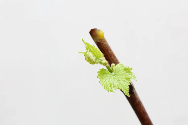 Mudas Florescentes Uma Videira Fundo Branco Crescimento Folhas Uvas Jovens — Fotografia de Stock