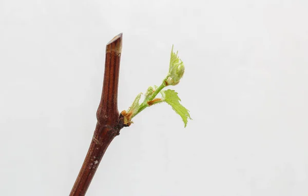 Blossoming Seedlings Vine White Background Growth Young Grapes Leaves Nursery — Stock Photo, Image