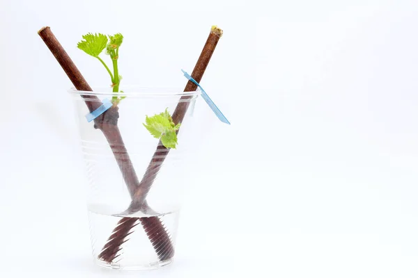 Beyaz arka planda çiçek açan bir sarmaşık tohumu. Genç üzümlerin fidanlıkta yetişmesi.