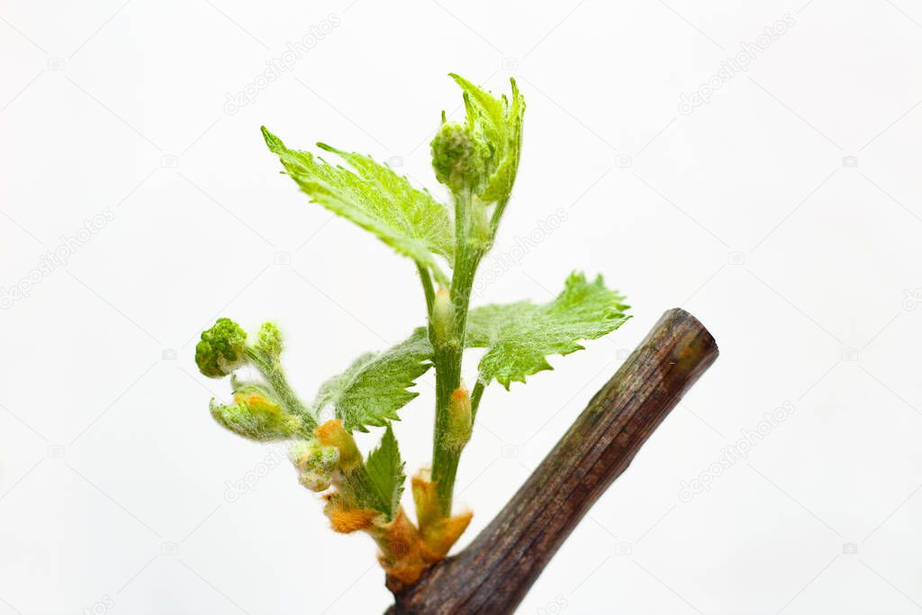 Blossoming seedlings of a vine on a white background. The growth of young grapes leaves in the nursery.