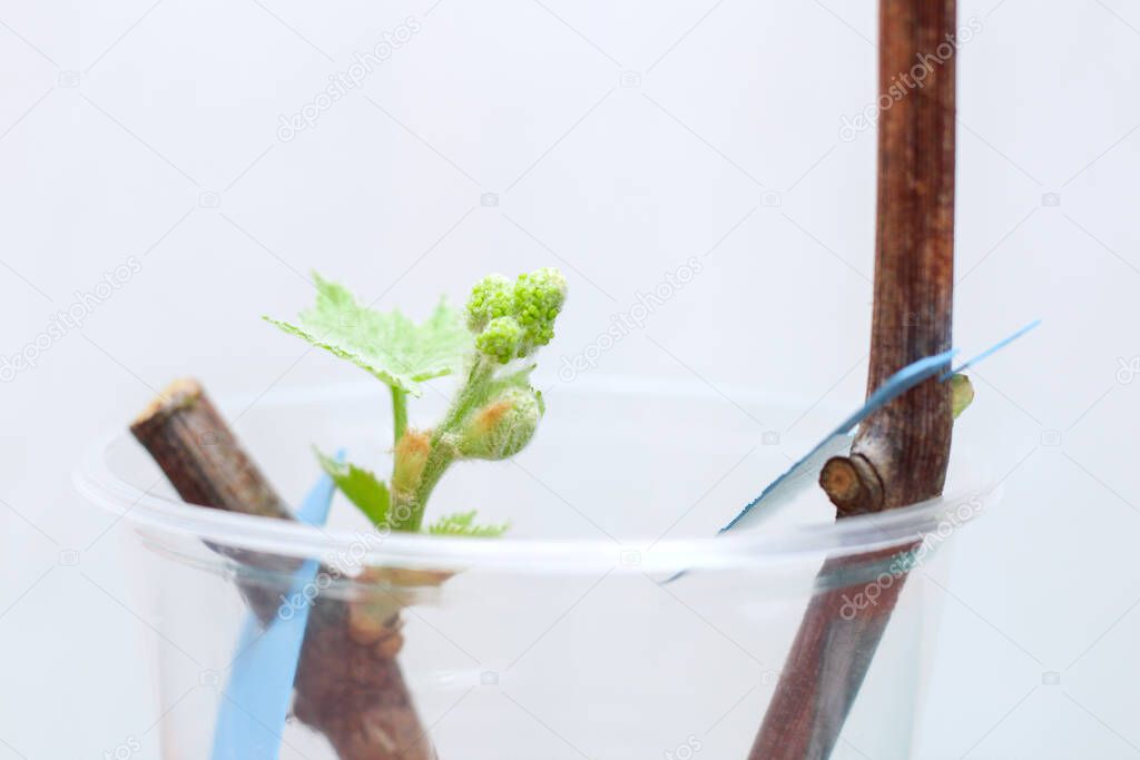 Blossoming seedlings of a vine on a white background. The growth of young grapes leaves in the nursery.