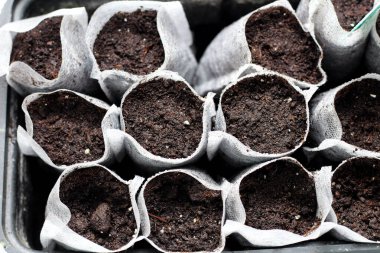 Beyaz arka planda siyah plastik bir kapta toprak bulunan beyaz dokuma kumaş torbaları. İzole edilmiş ev filizleri toprağa filizleniyor. Topraktaki isim levhaları.