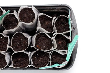 Beyaz arka planda siyah plastik bir kapta toprak bulunan beyaz dokuma kumaş torbaları. İzole edilmiş ev filizleri toprağa filizleniyor. Topraktaki isim levhaları.