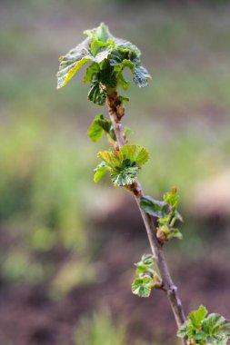 Bulanık bahar arka planında çiçek açan frenk üzümü çalıları