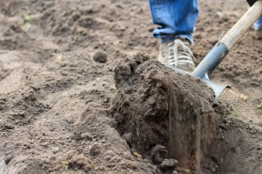 Kot pantolonlu ve mokasenli bir adam kürekle toprağı kazıyor. Bahara sebze ekmeye bahçe hazırlıyorum.
