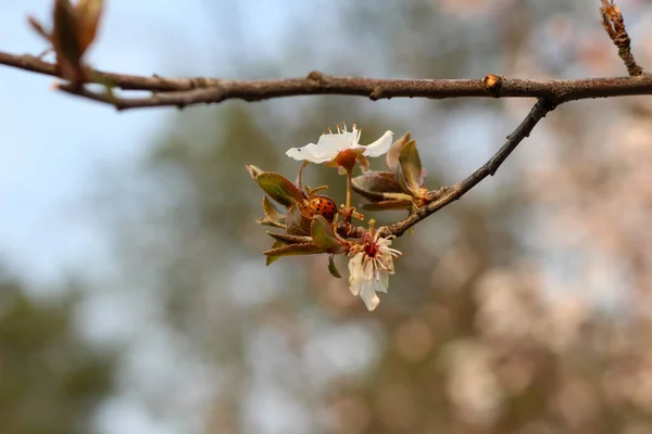 Våren Blommar Fruktträdgård Suddig Bakgrund — Stockfoto