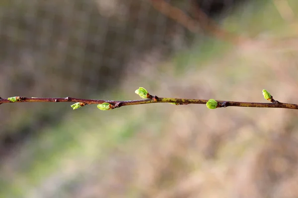 Een Takje Fruitboom Met Bloeiende Jonge Groene Knoppen Een Wazige — Stockfoto