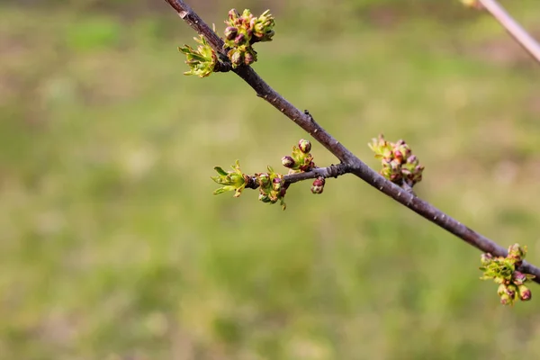 Brin Arbre Fruitier Avec Jeunes Bourgeons Verts Fleurs Sur Fond — Photo