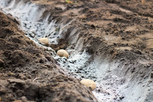 Patatesler küle bulanmış deliklere dizilmişti. Baharın bahçeye patates koçanlarını dikme süreci.