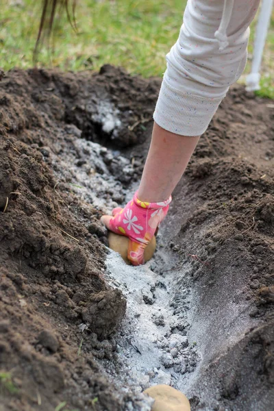 Renkli bir eldivenin içindeki dişi bir el, gübre olarak üzerine kül serpiştirilmiş patatesleri bir hendeğe koyar. Ev bahçesinde patates yetiştirme süreci
