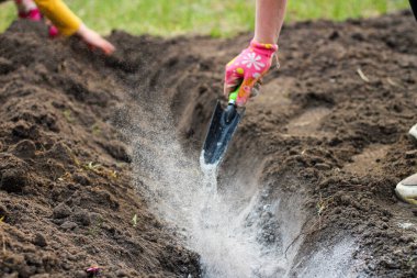 Eldiven giymiş bir dişi el ve bir kepçe patates ekmeden önce külleri bahçeye saçar. Patates yetiştirmeden önce toprağı gübreleme süreci.