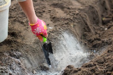 Eldiven giymiş bir dişi el ve bir kepçe patates ekmeden önce külleri bahçeye saçar. Patates yetiştirmeden önce toprağı gübreleme süreci.