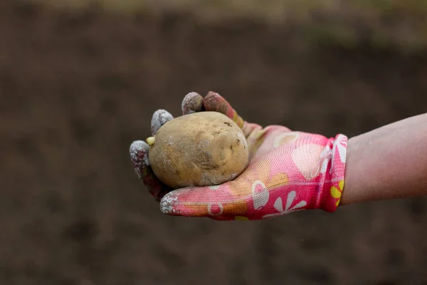 Жіноча Рука Барвистій Рукавичці Показує Картопляний Бульбаш Готовий Посадки Землю — стокове фото
