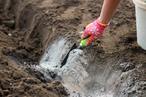 Eldiven giymiş bir dişi el ve bir kepçe patates ekmeden önce külleri bahçeye saçar. Patates yetiştirmeden önce toprağı gübreleme süreci.