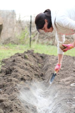 Eldiven giymiş bir dişi el ve bir kepçe patates ekmeden önce külleri bahçeye saçar. Patates yetiştirmeden önce toprağı gübreleme süreci.