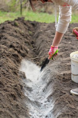 Eldiven giymiş bir dişi el ve bir kepçe patates ekmeden önce külleri bahçeye saçar. Patates yetiştirmeden önce toprağı gübreleme süreci.