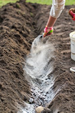 Eldiven giymiş bir dişi el ve bir kepçe patates ekmeden önce külleri bahçeye saçar. Patates yetiştirmeden önce toprağı gübreleme süreci.
