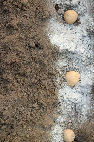 Картоплю Кладуть Попелясто Запліднені Отвори Поспіль Процес Весняної Посадки Бульб — стокове фото
