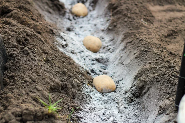 Картоплю Кладуть Попелясто Запліднені Отвори Поспіль Процес Весняної Посадки Бульб — стокове фото