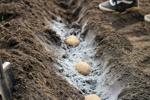 Patatesler küle bulanmış deliklere dizilmişti. Baharın bahçeye patates koçanlarını dikme süreci.
