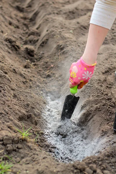 Eldiven giymiş bir dişi el ve bir kepçe patates ekmeden önce külleri bahçeye saçar. Patates yetiştirmeden önce toprağı gübreleme süreci.