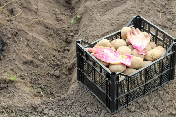 Коробка Посадкою Картоплі Стоїть Землі Біля Викопаної Канави Задньому Дворі — стокове фото