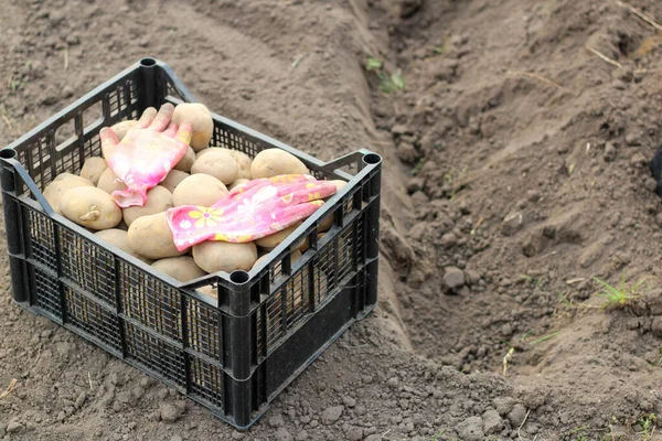 Коробка Посадкою Картоплі Стоїть Землі Біля Викопаної Канави Задньому Дворі — стокове фото