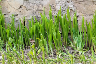 Beton bir arka planda, vadinin yeşil zambakları.