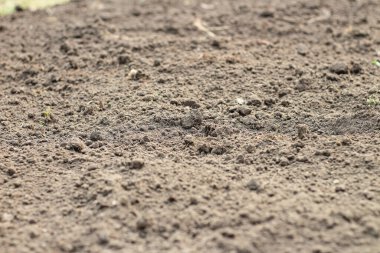 Toprağın seçici odak noktası, bulanık kenarlar, yan görünüm