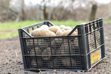 Plastik bir kutuya patates ekmek yerdedir. Yan görünüm