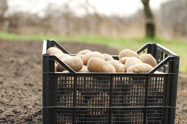 Plastik bir kutuya patates ekmek yerdedir. Yan görünüm