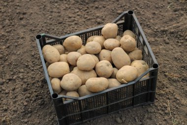 Plastik bir kutuya patates ekmek yerdedir. Yan görünüm