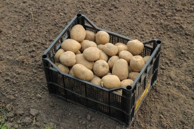 Plastik bir kutuya patates ekmek yerdedir. Yan görünüm