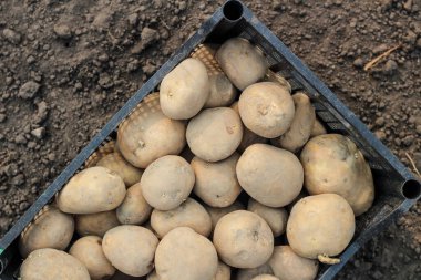 Plastik bir kutuya patates ekmek yerdedir. Üst görünüm