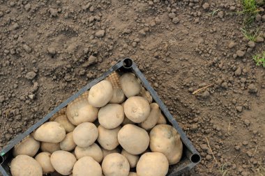 Plastik bir kutuya patates ekmek yerdedir. Üst görünüm