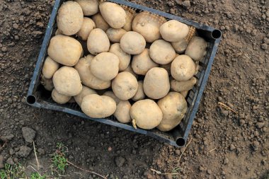 Plastik bir kutuya patates ekmek yerdedir. Üst görünüm
