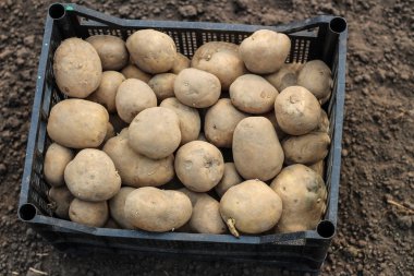 Plastik bir kutuya patates ekmek yerdedir. Üst görünüm