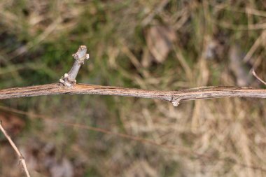 İlkbaharda sarmaşıkta patlamamış tomurcuklar bulanık arkaplanda