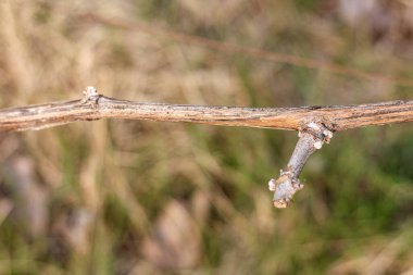 İlkbaharda sarmaşıkta patlamamış tomurcuklar bulanık arkaplanda
