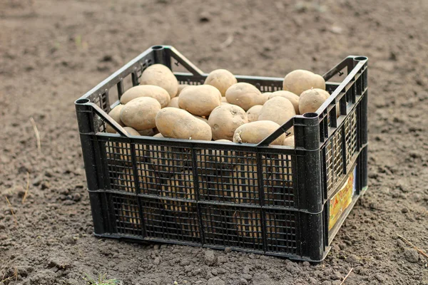 Plantar Papas Una Caja Plástico Está Suelo Vista Lateral — Foto de Stock