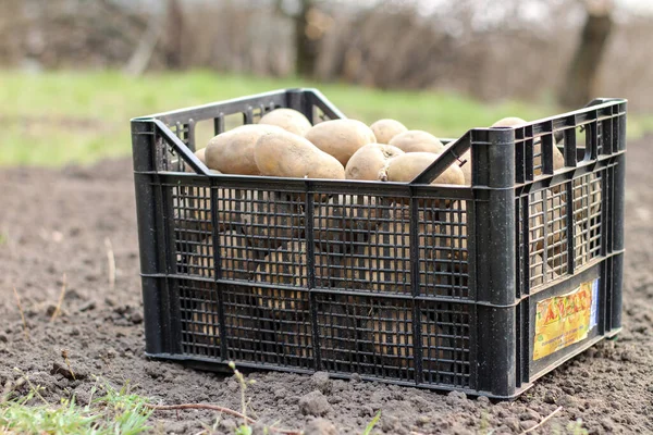 Plantar Papas Una Caja Plástico Está Suelo Vista Lateral — Foto de Stock