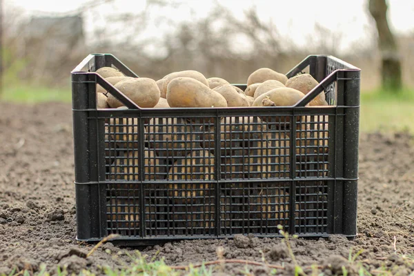 Plantar Papas Una Caja Plástico Está Suelo Vista Lateral — Foto de Stock