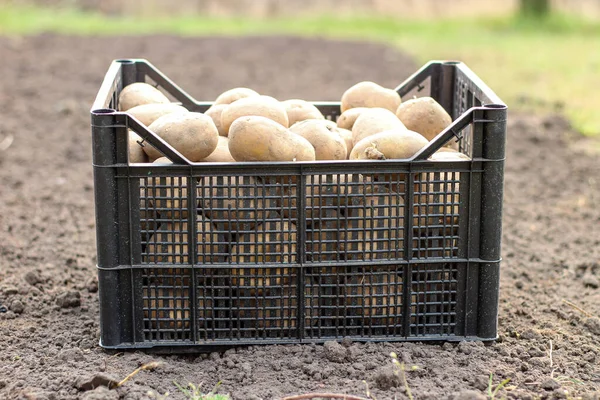 Plantar Papas Una Caja Plástico Está Suelo Vista Lateral — Foto de Stock