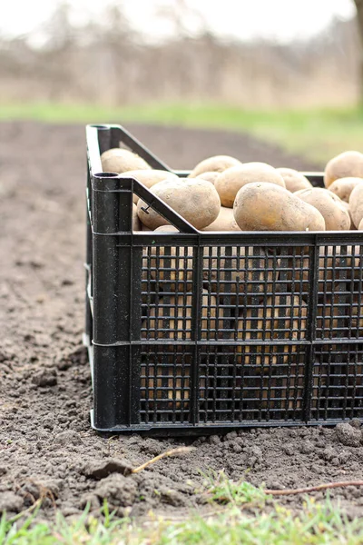 プラスチック製の箱にジャガイモを植えることは地面にあります サイドビュー — ストック写真
